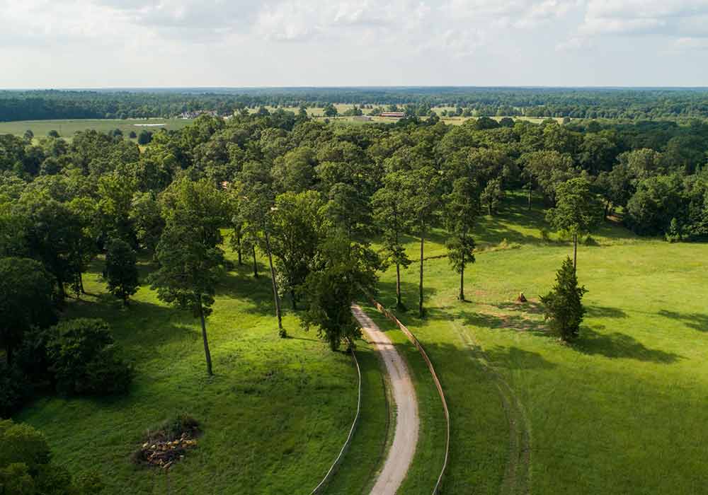 Deer Forest