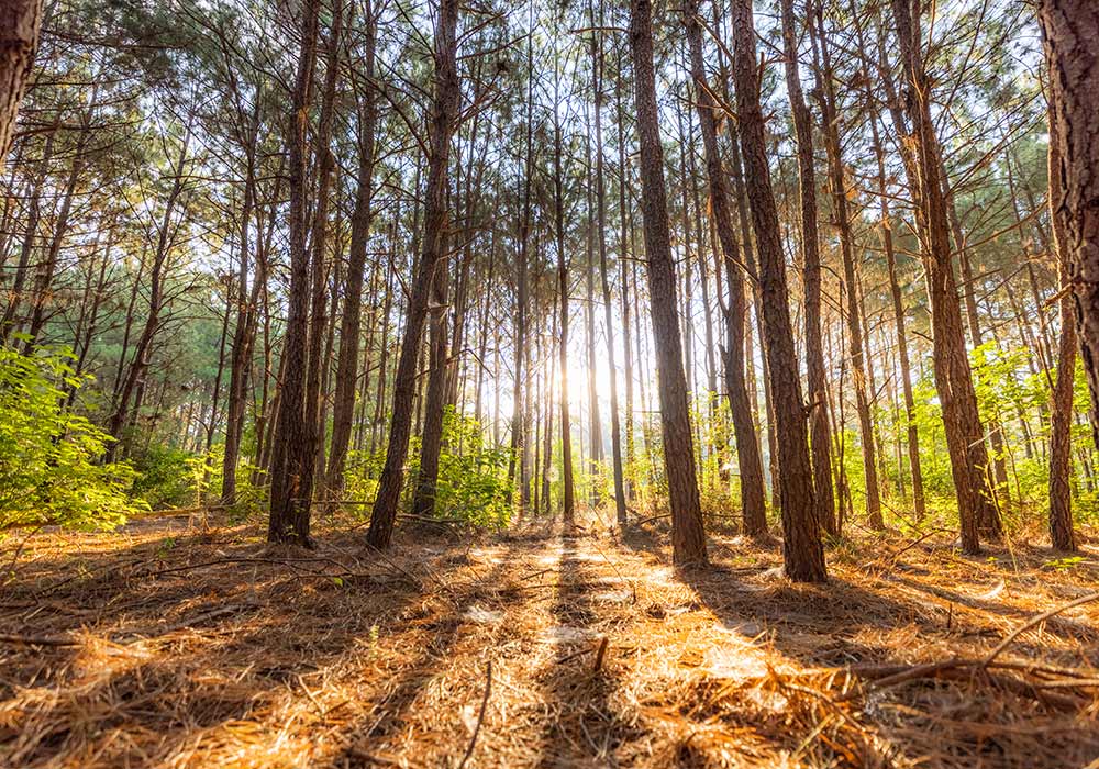 Deer Forest - Scenic Acreage Grounds & Topography