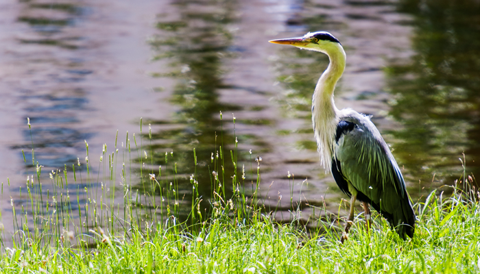 The Commons on Lake Houston - Community Amenity & Water Features
